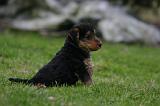 WELSH TERRIER 146